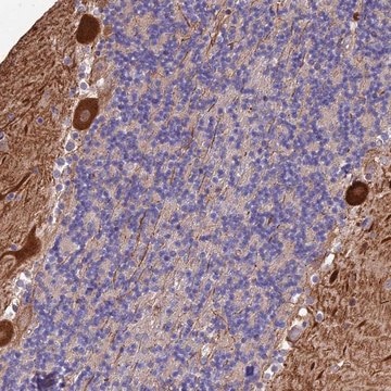 Anti-MFSD2A antibody produced in rabbit Prestige Antibodies&#174; Powered by Atlas Antibodies, affinity isolated antibody, buffered aqueous glycerol solution