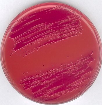 GranuCult&#174; prime CIN (Cefsulodin, Irgasan, Novobiocin) Agar acc. SCHIEMANN, ISO 10273