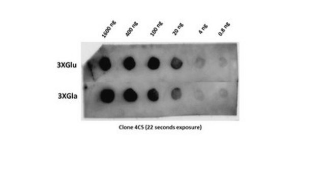 Anti-Osteocalcin Antibody, clone 4C5 clone 4C5, from mouse