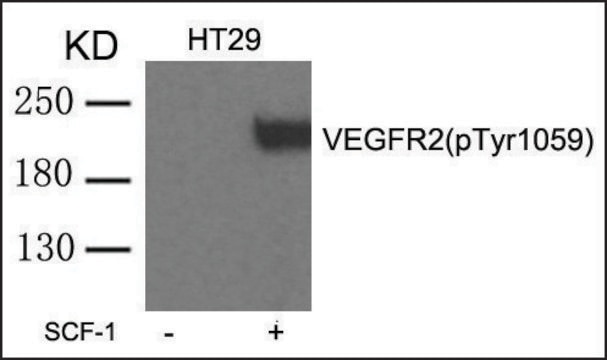 Anti-phospho-VEGFR2 (pTyr1059) antibody produced in rabbit affinity isolated antibody