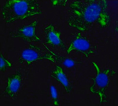 Monoclonal Anti-Caveolin-1 antibody produced in mouse clone CAV1, tissue culture supernatant