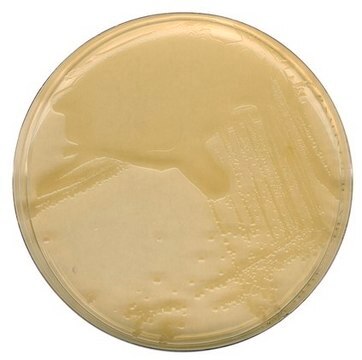 GranuCult&#174; plus LB agar (MILLER)