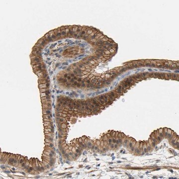 Anti-RGL1 antibody produced in rabbit Prestige Antibodies&#174; Powered by Atlas Antibodies, affinity isolated antibody, buffered aqueous glycerol solution