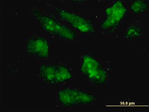 ANTI-EIF2AK2 antibody produced in mouse clone 2C2, purified immunoglobulin, buffered aqueous solution