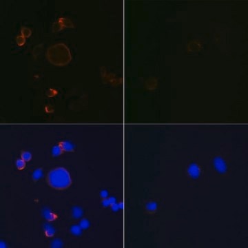 Anti- active + pro Caspase-3 antibody produced in rabbit