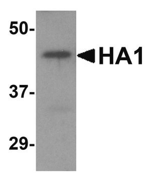 Anti-Avian Influenza H5N1 Hemagglutinin (NT) antibody produced in goat affinity isolated antibody