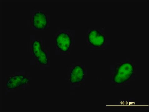 Anti-EP400 antibody produced in mouse purified immunoglobulin, buffered aqueous solution