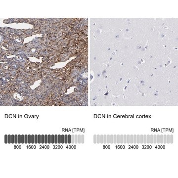 Anti-DCN antibody produced in rabbit Prestige Antibodies&#174; Powered by Atlas Antibodies, affinity isolated antibody, buffered aqueous glycerol solution