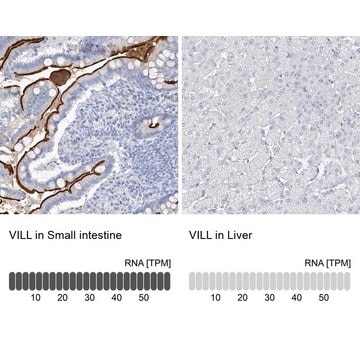 Anti-VILL antibody produced in rabbit Prestige Antibodies&#174; Powered by Atlas Antibodies, affinity isolated antibody, buffered aqueous glycerol solution