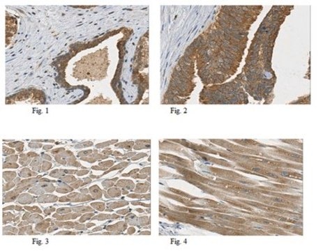 Anti-TSLP Antibody from rabbit, purified by affinity chromatography