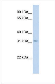 Anti-SCGN (ab1) antibody produced in rabbit affinity isolated antibody