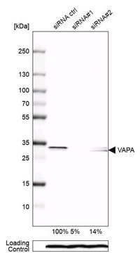 Anti-VAPA antibody produced in rabbit Prestige Antibodies&#174; Powered by Atlas Antibodies, affinity isolated antibody, buffered aqueous glycerol solution