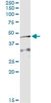 Monoclonal Anti-AMID antibody produced in mouse clone 3A11, purified immunoglobulin, buffered aqueous solution