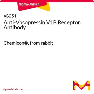 Anti-Vasopressin V1B Receptor. Antibody Chemicon&#174;, from rabbit