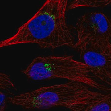 Anti-TPST1 antibody produced in rabbit Prestige Antibodies&#174; Powered by Atlas Antibodies, affinity isolated antibody