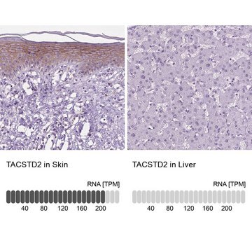 Anti-TACSTD2 antibody produced in rabbit Prestige Antibodies&#174; Powered by Atlas Antibodies, affinity isolated antibody, buffered aqueous glycerol solution