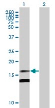 Anti-MDK antibody produced in mouse purified immunoglobulin, buffered aqueous solution