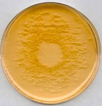 Nutrient Agar No 2 NutriSelect&#174; Basic, suitable for microbiology