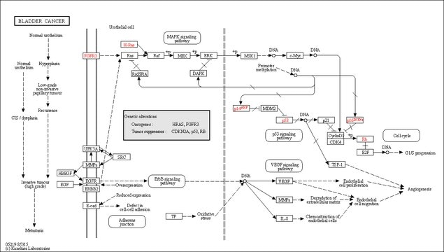 RAF1 (EE) (306-end), active, GST tagged human PRECISIO&#174; Kinase, recombinant, expressed in baculovirus infected Sf9 cells, &#8805;70% (SDS-PAGE), buffered aqueous glycerol solution