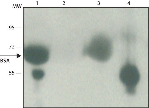 Anti-Bovine Albumin antibody produced in rabbit affinity isolated antibody