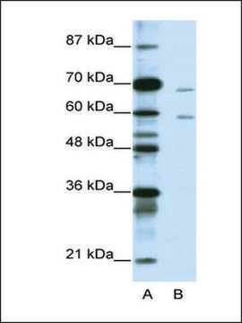 Anti-FOXA2 IgG fraction of antiserum