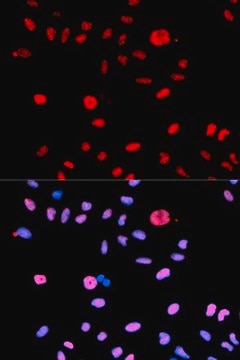 Anti-Phospho-MDM2-S166 antibody produced in rabbit