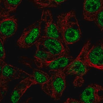 Anti-FOXA3 antibody produced in rabbit Prestige Antibodies&#174; Powered by Atlas Antibodies, affinity isolated antibody