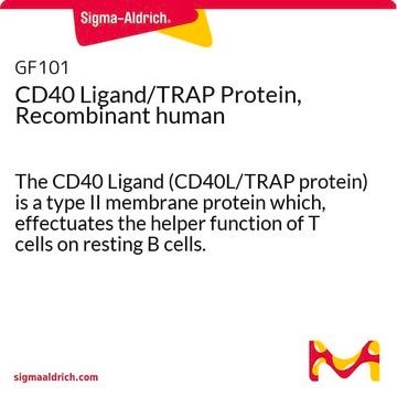 CD40 Ligand/TRAP Protein, Recombinant human The CD40 Ligand (CD40L/TRAP protein) is a type II membrane protein which, effectuates the helper function of T cells on resting B cells.