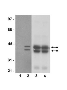 Anti-phospho-Erk1/2 (Thr202/Tyr204, Thr185/Tyr187)Antibody, recombinant clone AW39R, rabbit monoclonal clone AW39R, Upstate&#174;, from rabbit