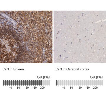 Anti-LYN antibody produced in rabbit Prestige Antibodies&#174; Powered by Atlas Antibodies, affinity isolated antibody, buffered aqueous glycerol solution