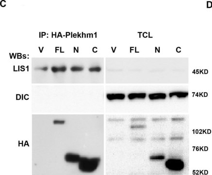 Anti-Dynein Antibody, 74 kDa Intermediate chains, cytoplasmic, clone 74.1 clone 74.1, Chemicon&#174;, from mouse