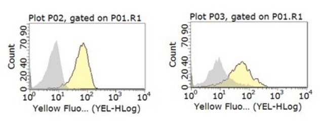 Anti-CD1d Antibody, clone WTH-1 clone WTH-1, from mouse