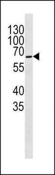 ANTI-COXI (CENTER) antibody produced in rabbit IgG fraction of antiserum, buffered aqueous solution