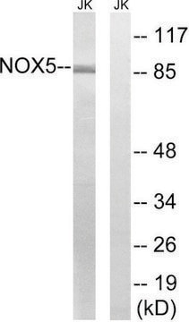 Anti-NOX5, antibody produced in rabbit affinity isolated antibody