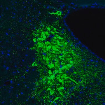 Monoclonal Anti-TH antibody produced in mouse Prestige Antibodies&#174; Powered by Atlas Antibodies, clone CL3049, purified immunoglobulin, buffered aqueous glycerol solution