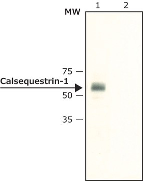 Anti-Calsequestrin-1 antibody produced in rabbit ~1.6&#160;mg/mL, affinity isolated antibody, buffered aqueous solution