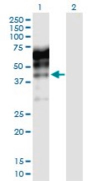 Anti-KNG1 antibody produced in rabbit purified immunoglobulin, buffered aqueous solution