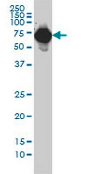 Anti-AFP Mouse mAb (1G7) liquid, clone 1G7, Calbiochem&#174;