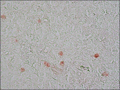 Monoclonal Anti-Proliferating Cell Protein Ki-67 antibody produced in mouse clone PP-67, ascites fluid