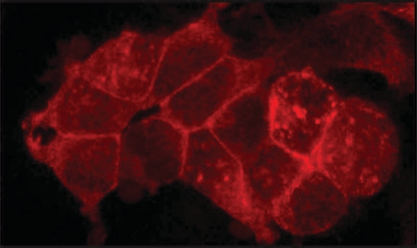 Anti-Flotillin 2 (C-terminal) antibody produced in rabbit ~1&#160;mg/mL, affinity isolated antibody, buffered aqueous solution