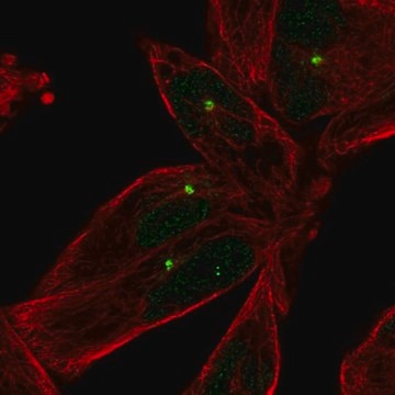 Anti-E2F1 antibody produced in rabbit Prestige Antibodies&#174; Powered by Atlas Antibodies, affinity isolated antibody