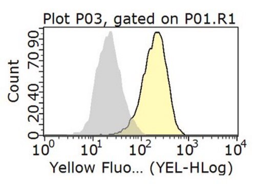 Anti-CD167a/DDR1 Antibody, clone 5D5 clone 5D5, from mouse