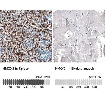 Monoclonal Anti-HMOX1 antibody produced in mouse Prestige Antibodies&#174; Powered by Atlas Antibodies, clone CL11661, purified immunoglobulin, buffered aqueous glycerol solution