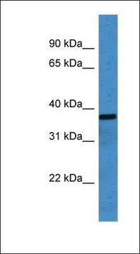 Anti-OR2H1 antibody produced in rabbit affinity isolated antibody