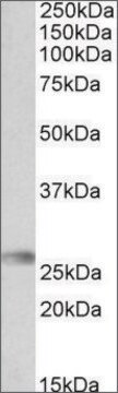 Anti-HLA-DQA2 antibody produced in goat affinity isolated antibody, buffered aqueous solution