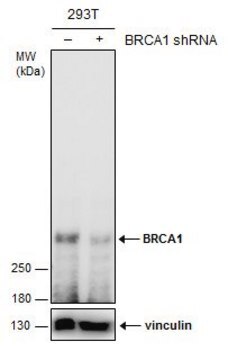 Monoclonal Anti-BRCA1 antibody produced in mouse