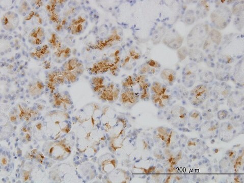 ANTI-RBP4 antibody produced in mouse clone 4D9, purified immunoglobulin, buffered aqueous solution