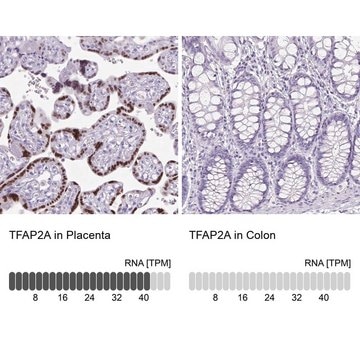 Anti-TFAP2A antibody produced in rabbit Prestige Antibodies&#174; Powered by Atlas Antibodies, affinity isolated antibody, buffered aqueous glycerol solution