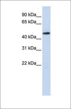 Anti-TEAD2 antibody produced in rabbit affinity isolated antibody