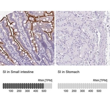 Anti-SI antibody produced in rabbit Prestige Antibodies&#174; Powered by Atlas Antibodies, affinity isolated antibody, buffered aqueous glycerol solution